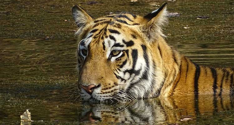 Tiger facing the camera